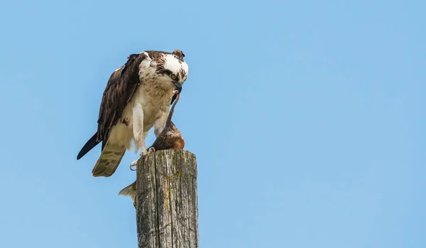 Vogel Freier Wildbahn Tier Natur Fauna — Stockfoto