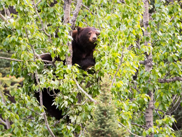 野生の熊だ自然 — ストック写真