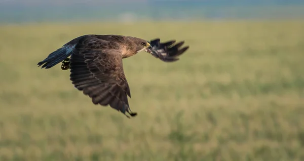 Vida Salvaje Halcón Pájaro Naturaleza Fauna —  Fotos de Stock