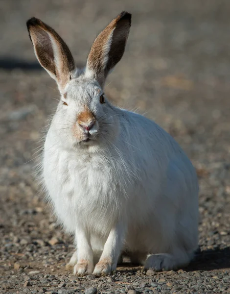 Jack Rabbit City — Stock fotografie