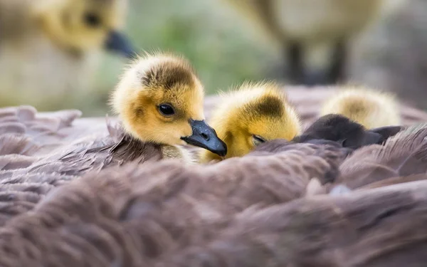 Gansos Canadá Estado Selvagem Pássaros Natureza Fauna — Fotografia de Stock