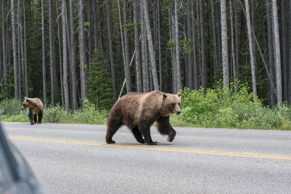 Wilde Grizzlybeer Natuur Fauna — Stockfoto