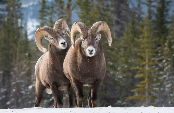 Bighorn Schapen Rammen Natuur Fauna — Stockfoto