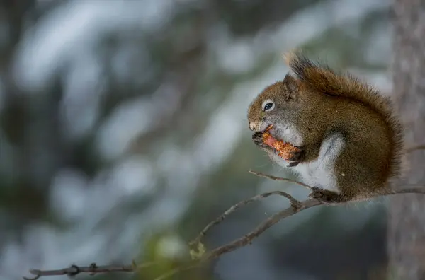 Écureuil Roux Dans Nature — Photo