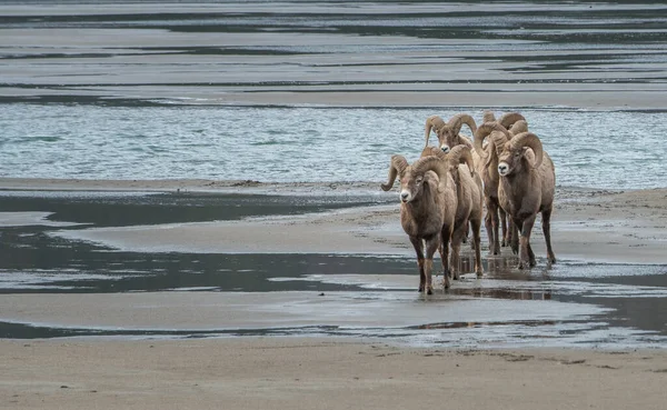 Bighorns Liar Domba Hewan Alam Fauna — Stok Foto