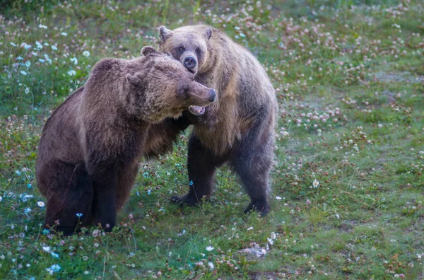 Divocí Medvědi Grizzly Příroda Fauna — Stock fotografie