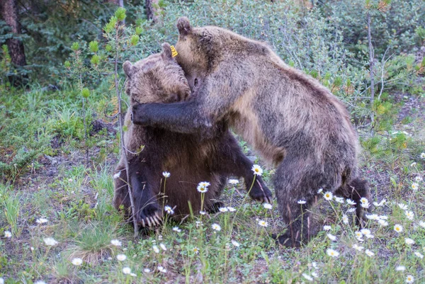 Wilde Grizzlyberen Natuur Fauna — Stockfoto