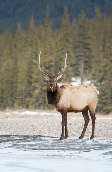 Alce Selvatico Animale Natura Fauna — Foto Stock