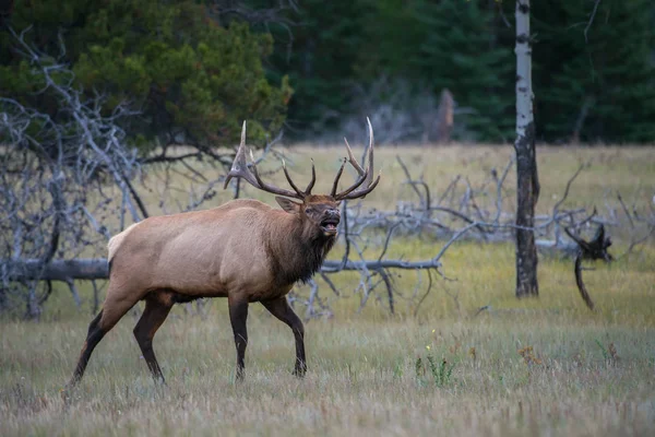 Wild Bull Elk Nature Fauna — 스톡 사진