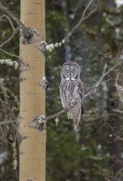 Wild Owl Bird Nature Fauna — 스톡 사진