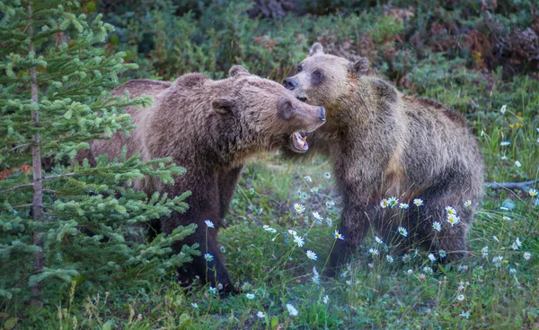 Дикі Ведмеді Природа Фауна — стокове фото