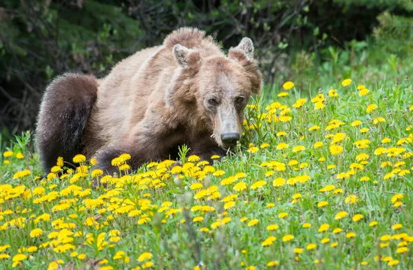 Vild Grizzlybjörn Natur Fauna — Stockfoto