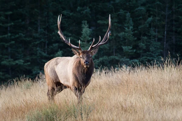 Elk Wild Animal Nature Fauna — 스톡 사진