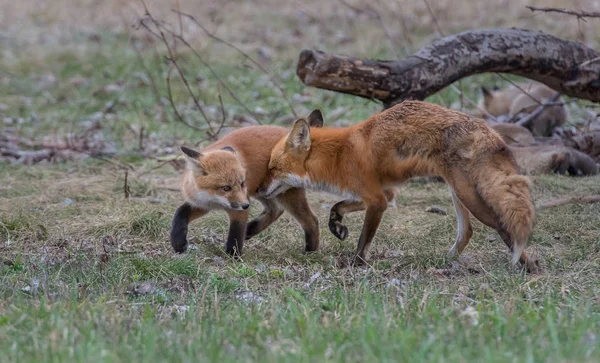 Red Foxes Animals Nature Fauna — 스톡 사진