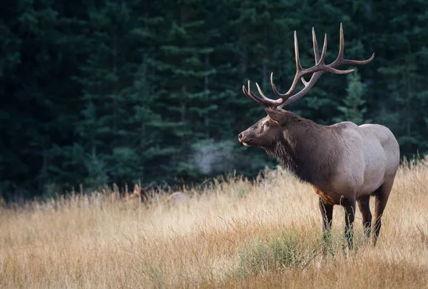 Elk Wild Animal Nature Fauna — 스톡 사진