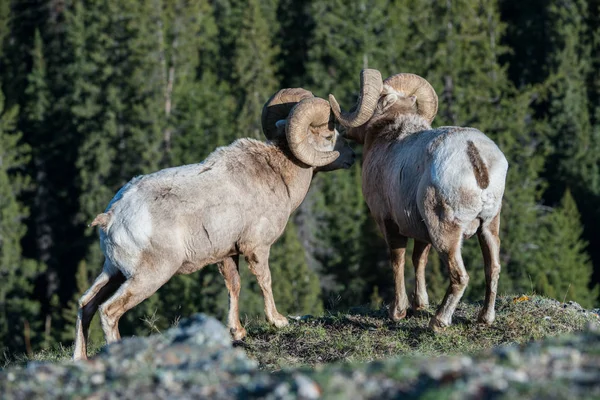 Wilde Bighorns Rammen Dieren Natuur Fauna — Stockfoto