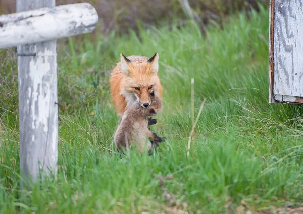 Fox Vixen Déplaçant Ses Kits — Photo