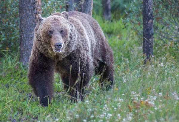 Urso Pardo Selvagem Natureza Fauna — Fotografia de Stock