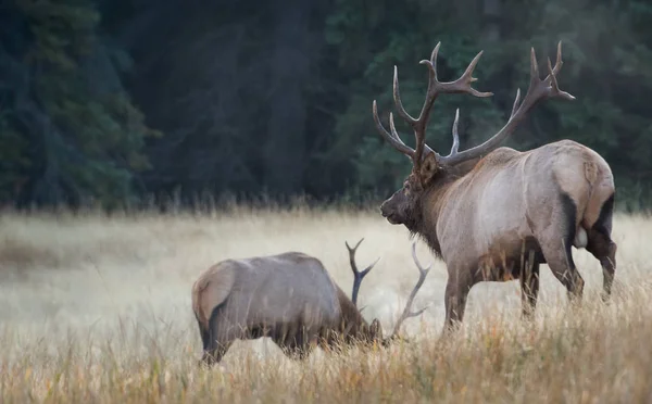 Alces Estado Selvagem Animais Natureza Fauna — Fotografia de Stock