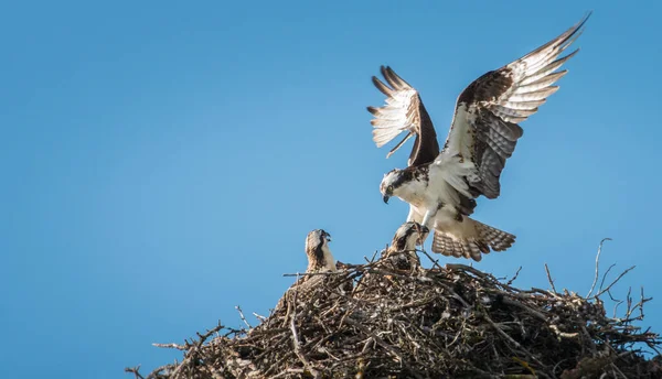 Osprey Krmí Své Mladé — Stock fotografie