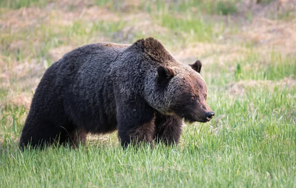 Divoký Medvěd Grizzly Příroda Fauna — Stock fotografie