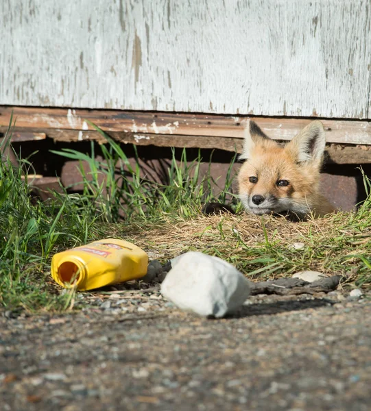 Red Fox Animal Nature Fauna — 스톡 사진
