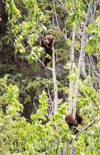 Wild Black Bears Nature Fauna — 图库照片