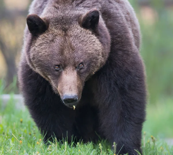 Dziki Niedźwiedź Grizzly Natura Fauna — Zdjęcie stockowe