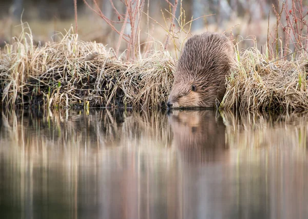 Beaver — Stock Photo, Image