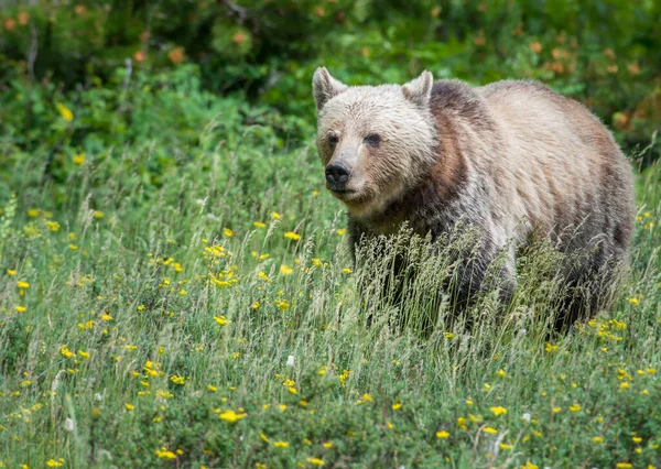 Divoký Medvěd Grizzly Příroda Fauna — Stock fotografie