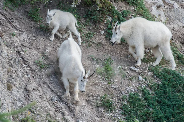 Horské Kozy Zvířata Příroda Fauna — Stock fotografie