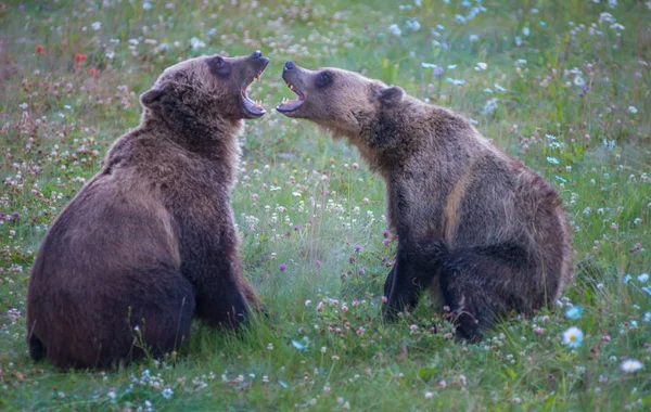 Orsi Grizzly Selvatici Natura Fauna — Foto Stock