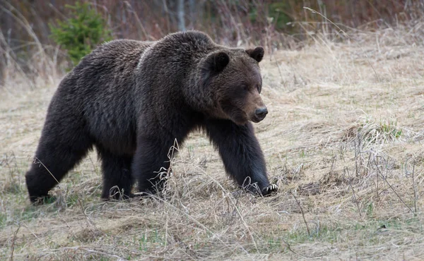 Divoký Medvěd Grizzly Příroda Fauna — Stock fotografie