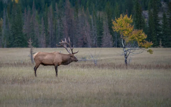 Wild Bull Elk Nature Fauna — Stock Photo, Image