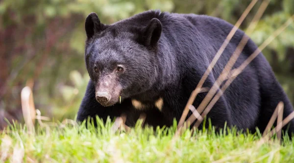 Oso negro — Foto de Stock