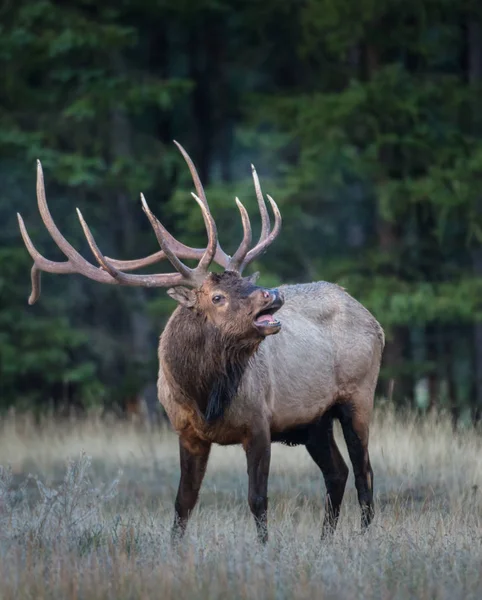 Wild Bull Elk Nature Fauna — ストック写真