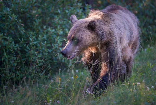 Медведь Гризли Природа Фауна — стоковое фото