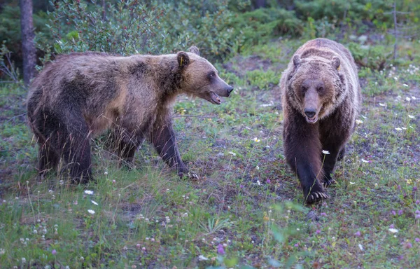 Wild Grizzly Bears Nature Fauna — Stock Photo, Image