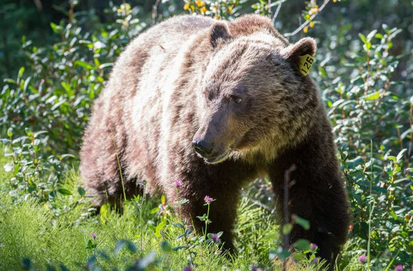 Dziki Niedźwiedź Grizzly Natura Fauna — Zdjęcie stockowe