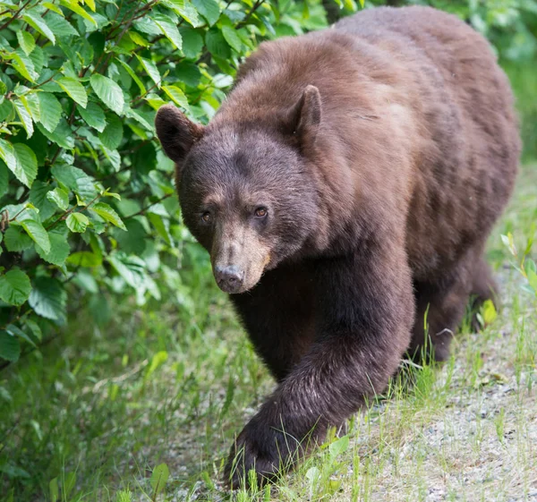 Divoký Černý Medvěd Příroda Fauna — Stock fotografie