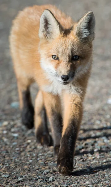 red fox, animal. Nature, fauna