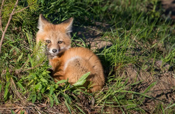 Zorro Rojo Animal Naturaleza Fauna —  Fotos de Stock