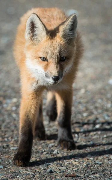 红狐狸 — 图库照片