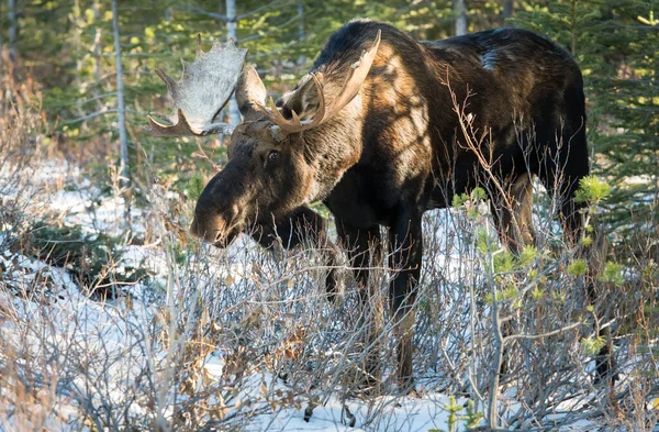 Dziki Łoś Natura Fauna — Zdjęcie stockowe