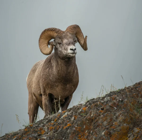 Aríete Selvagem Animal Natureza Fauna — Fotografia de Stock