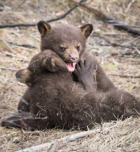 Vadon Élő Fekete Medve Természet Állatvilág — Stock Fotó