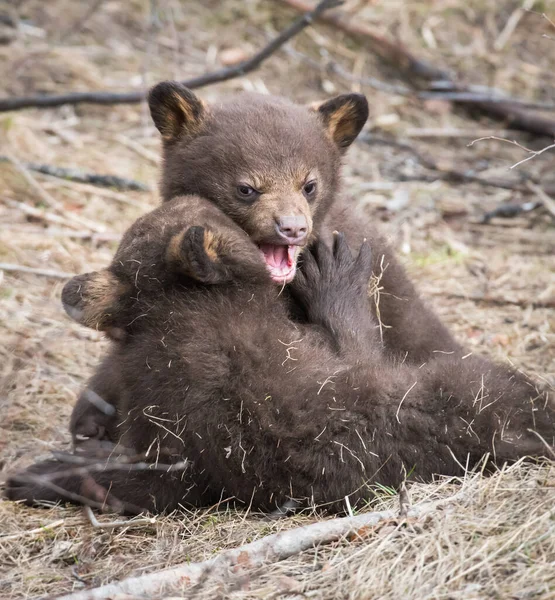 Oso Negro Salvaje Naturaleza Fauna —  Fotos de Stock