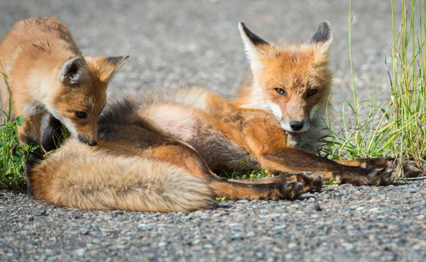 Zorros Rojos Animales Naturaleza Fauna — Foto de Stock