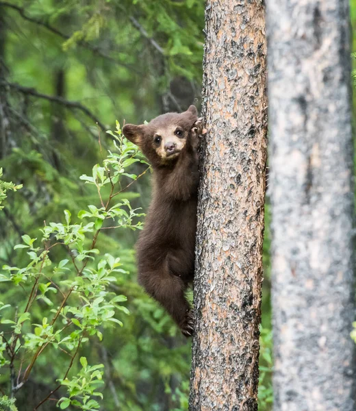 Orso Nero Selvatico Natura Fauna — Foto Stock