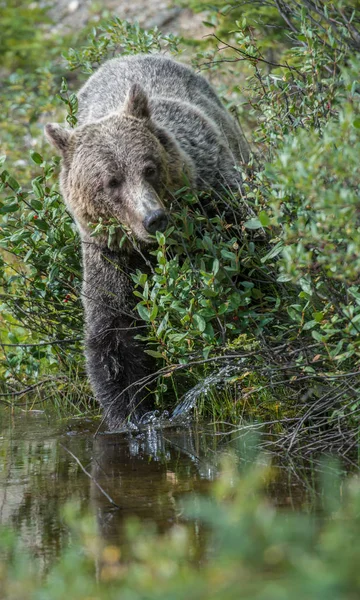 Wilder Grizzlybär Natur Fauna — Stockfoto